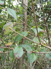 Viburnum luzonicum