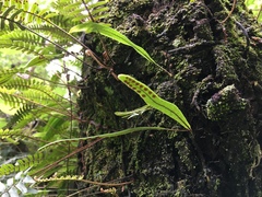 Pleopeltis crassinervata