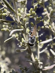 Therevidae