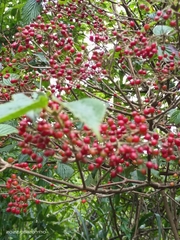 Viburnum luzonicum