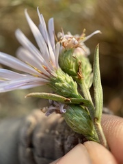 Symphyotrichum ascendens