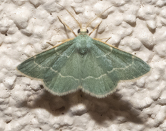 Chlorochlamys phyllinaria