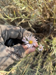 Symphyotrichum ascendens