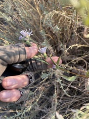 Symphyotrichum ascendens