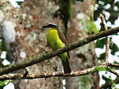 Megarynchus pitangua