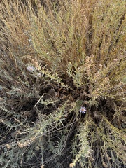 Symphyotrichum ascendens