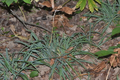 Carex laxiculmis