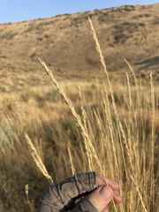 Leymus cinereus