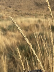 Leymus cinereus
