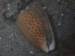 Conus pulicarius
