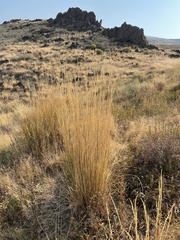 Leymus cinereus