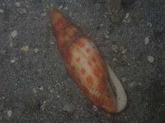 Mitra mitra