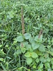Coleus monostachyus