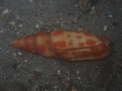Mitra mitra