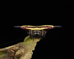 Gasteracantha fornicata