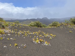 Pteridium aquilinum decompositum