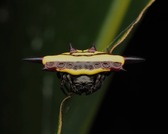 Gasteracantha fornicata
