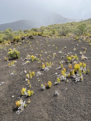 Pteridium aquilinum decompositum