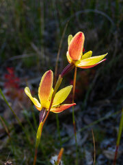 Thelymitra antennifera