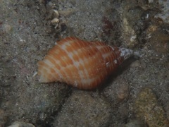 Buccinoidea