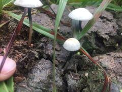 Panaeolus cyanescens