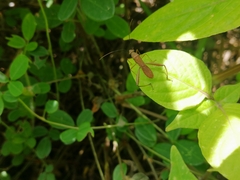 Riptortus linearis