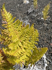 Pteridium aquilinum decompositum