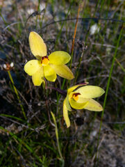 Thelymitra antennifera
