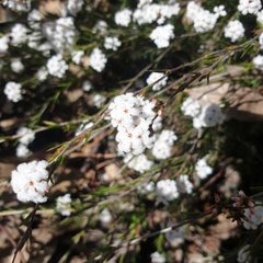 Leucopogon microphyllus