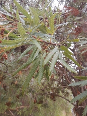 Lyonothamnus floribundus