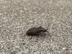 Anasa tristis