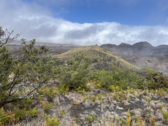 Sophora chrysophylla