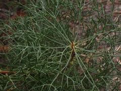Petrophile canescens