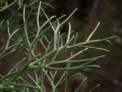Petrophile canescens
