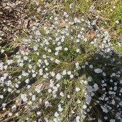 Leucopogon microphyllus