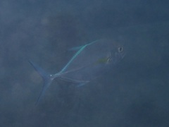Ferdauia orthogrammus