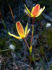 Thelymitra antennifera