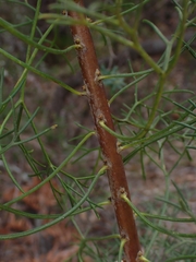 Petrophile canescens