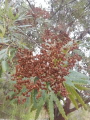 Lyonothamnus floribundus