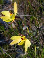 Thelymitra antennifera