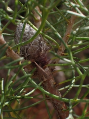 Petrophile canescens