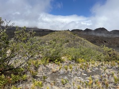 Sophora chrysophylla