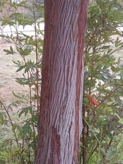 Lyonothamnus floribundus