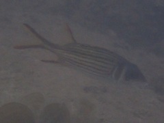 Neoniphon sammara