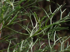 Petrophile canescens