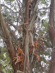 Lyonothamnus floribundus