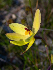 Thelymitra antennifera