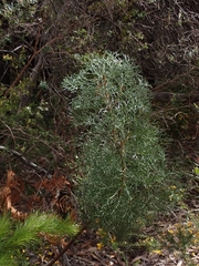 Petrophile canescens