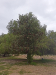 Lyonothamnus floribundus