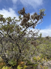 Sophora chrysophylla